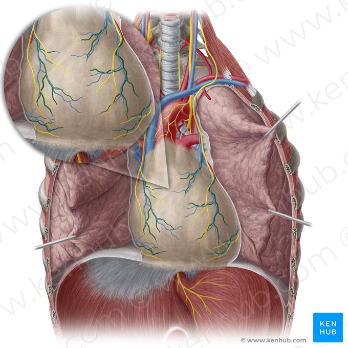 Arteria pericardiofrénica (Arteria pericardiacophrenica); Imagen: Yousun Koh