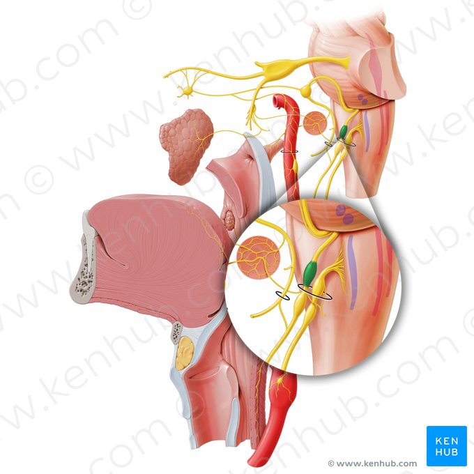 Gânglio superior do nervo glossofaríngeo (Ganglion superius nervi glossopharyngei); Imagem: Paul Kim