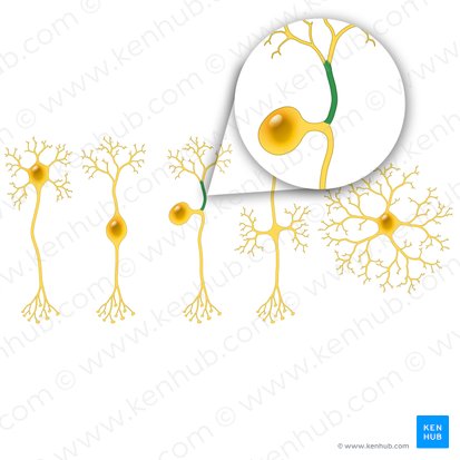 Processus peripheralis neuri pseudounipolaris (Peripherer Fortsatz des pseudounipolaren Neurons); Bild: Paul Kim