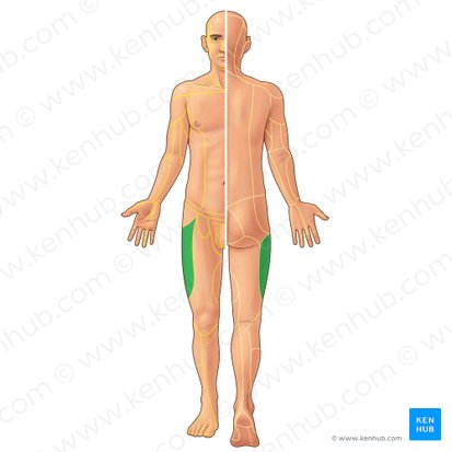 Lateral femoral cutaneous nerve (Nervus cutaneus lateralis femoris); Image: Paul Kim