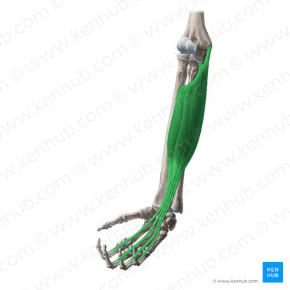 Músculo flexor superficial dos dedos (Musculus flexor digitorum superficialis); Imagem: Yousun Koh