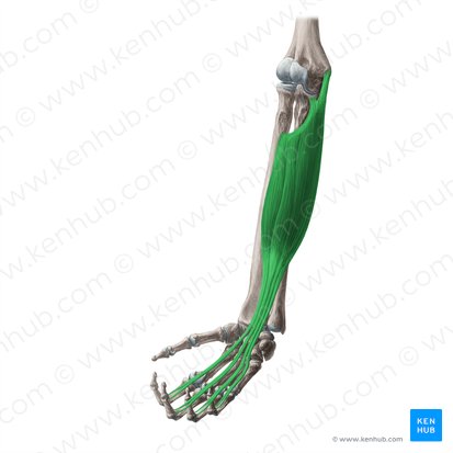 Flexor digitorum superficialis muscle (Musculus flexor digitorum superficialis); Image: Yousun Koh