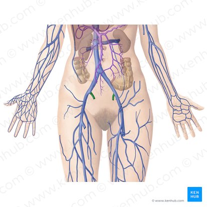 Internal iliac vein (Vena iliaca interna); Image: Begoña Rodriguez