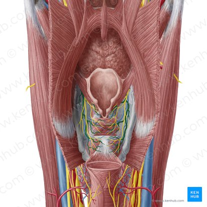 Superior laryngeal artery (Arteria laryngea superior); Image: Yousun Koh