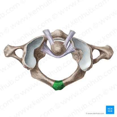 Posterior tubercle of atlas (Tuberculum posterius atlantis); Image: Liene Znotina