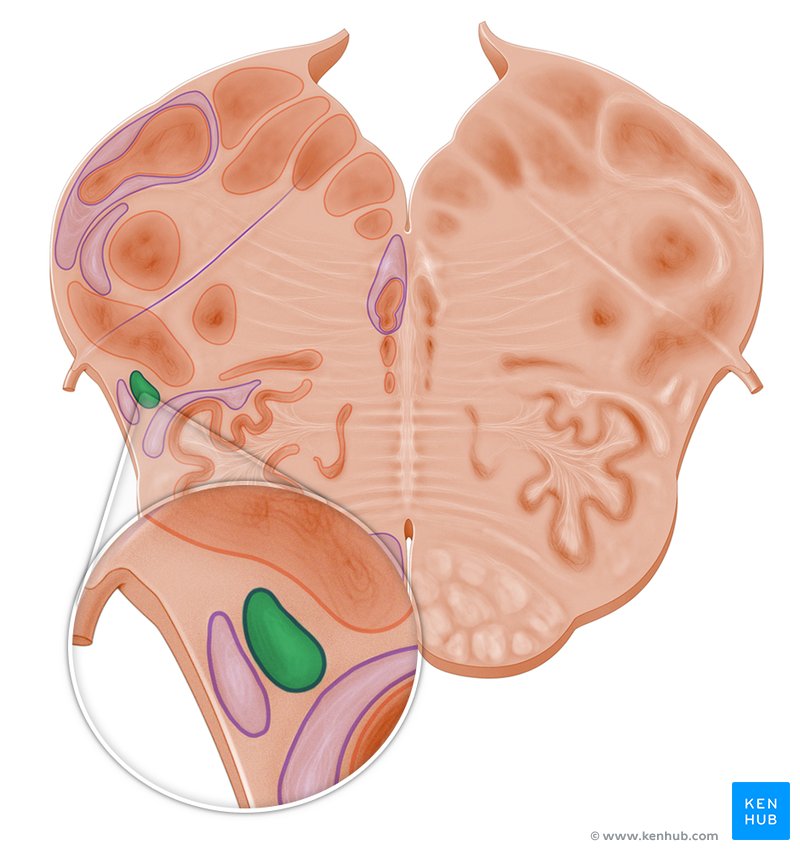 Spinothalamic tract (Tractus spinothalamicus)