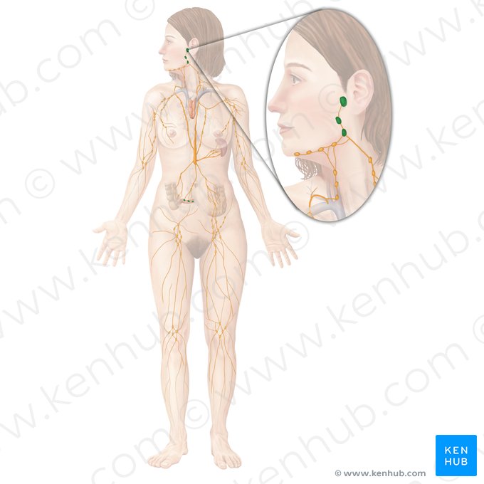 Tonsil (Tonsilla); Image: Begoña Rodriguez