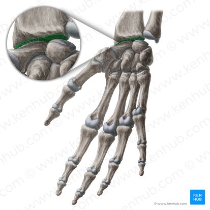 Facies articularis carpea (Distale Gelenkfläche der Speiche); Bild: Yousun Koh