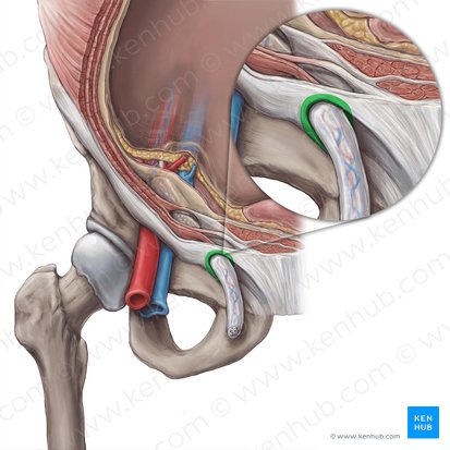 Superficial inguinal ring (Anulus inguinalis superficialis); Image: Hannah Ely