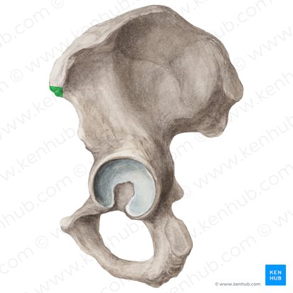 Espina ilíaca anterior superior (Spina iliaca anterior superior); Imagen: Liene Znotina