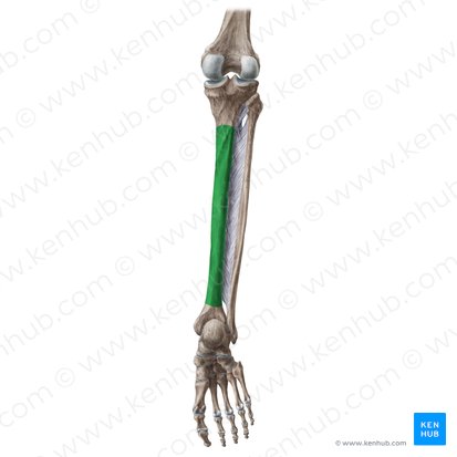 Superfície posterior da tíbia (Facies posterior tibiae); Imagem: Liene Znotina