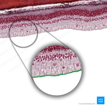 Membrana limitante interna (Stratum limitans internum retinae); Imagen: 