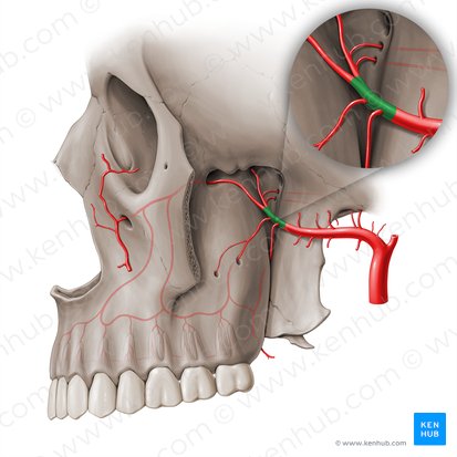 Pterygopalatine part of maxillary artery (Pars pterygopalatina arteriae maxillaris); Image: Paul Kim