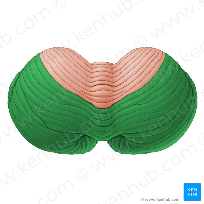 Lobe cérébelleux postérieur (Lobus posterior cerebelli); Image : Paul Kim