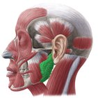 Salivary glands