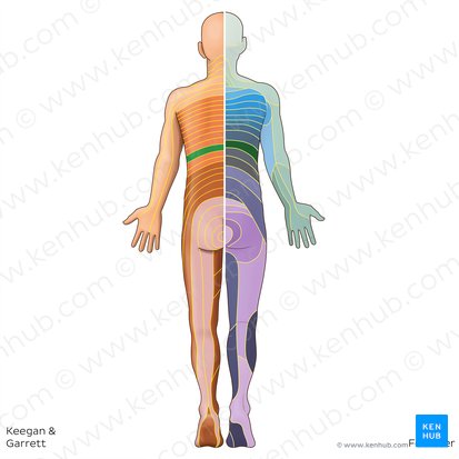 T10 dermatome (Dermatoma T10); Image: Irina Münstermann