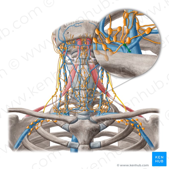 Conducto linfático derecho (Ductus lymphaticus dexter); Imagen: Yousun Koh