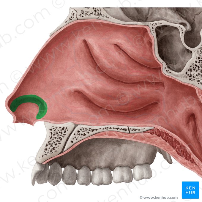 Crista mucosa (Limen nasi); Imagem: Yousun Koh