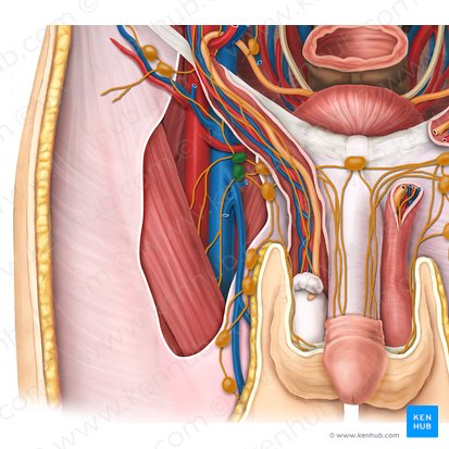 Nodi lymphoidei inguinales profundi (Tiefe Leistenlymphknoten); Bild: Esther Gollan