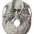 Foramen lacerum