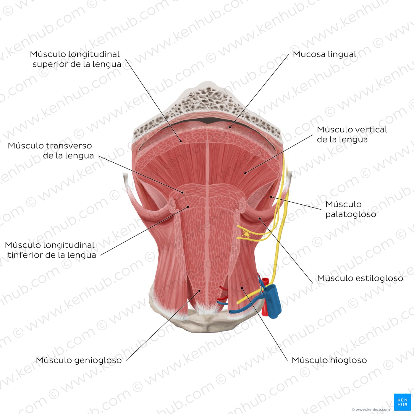 Músculos de la lengua: corte coronal
