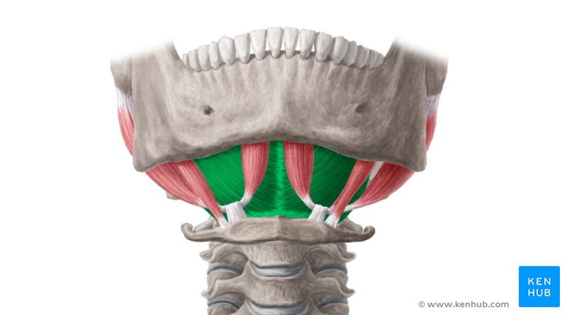 Mylohyoid muscle: Anterior view