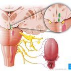 Hypothalamus