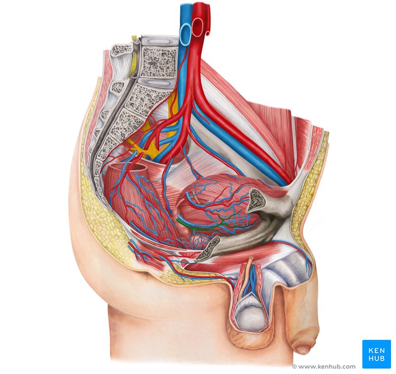 Inferior vesical artery (Arteria vesicalis inferior)