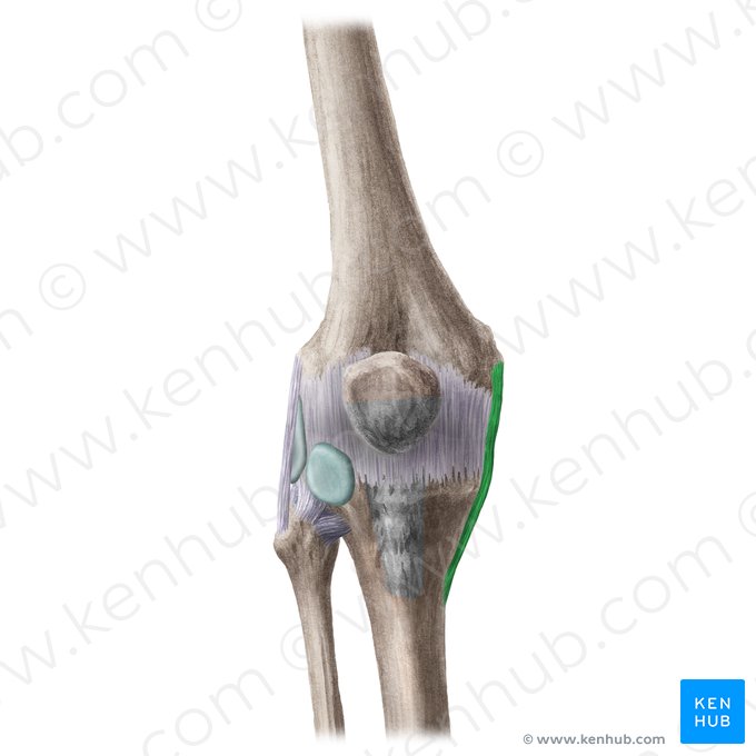 Tibial collateral ligament of knee joint (Ligamentum collaterale tibiale genus); Image: Liene Znotina