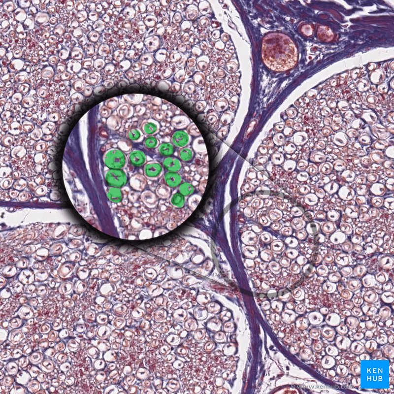 Myelin - histological slide