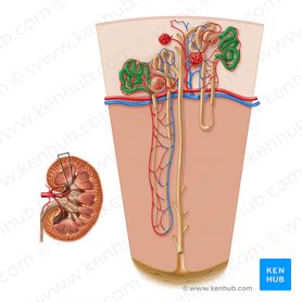 Kidney histology: Nephron, loop of Henle, functions | Kenhub