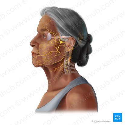 Abducens nerve (Nervus abducens); Image: Tal Bavli Ziv