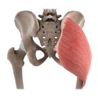 Gluteus maximus muscle (3D)