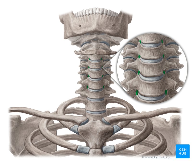 Uncovertebral joints Anatomy, hypertrophy Kenhub