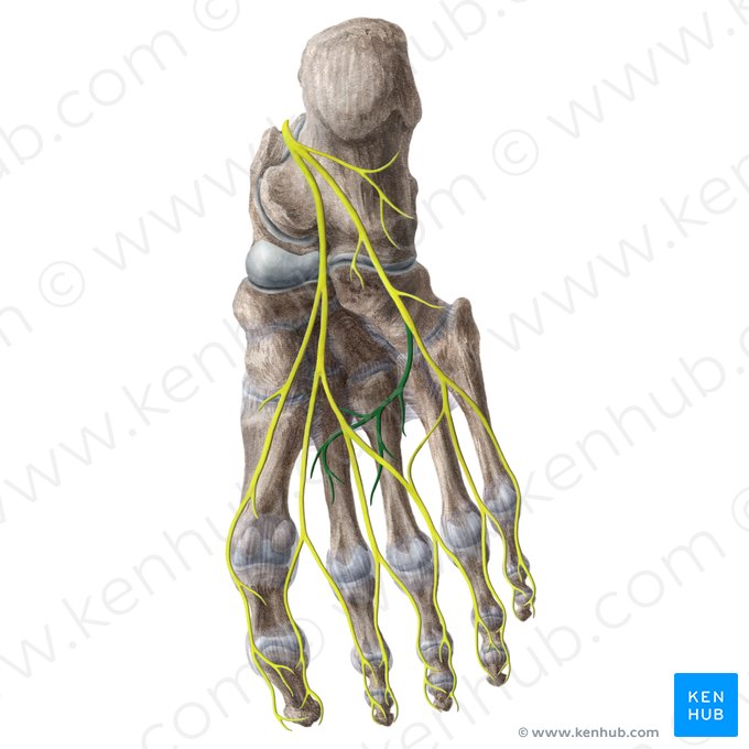 Ramo profundo do nervo plantar lateral (Ramus profundus nervi plantaris lateralis); Imagem: Liene Znotina