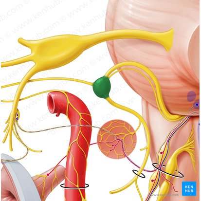 Geniculate ganglion (Ganglion geniculi); Image: Paul Kim