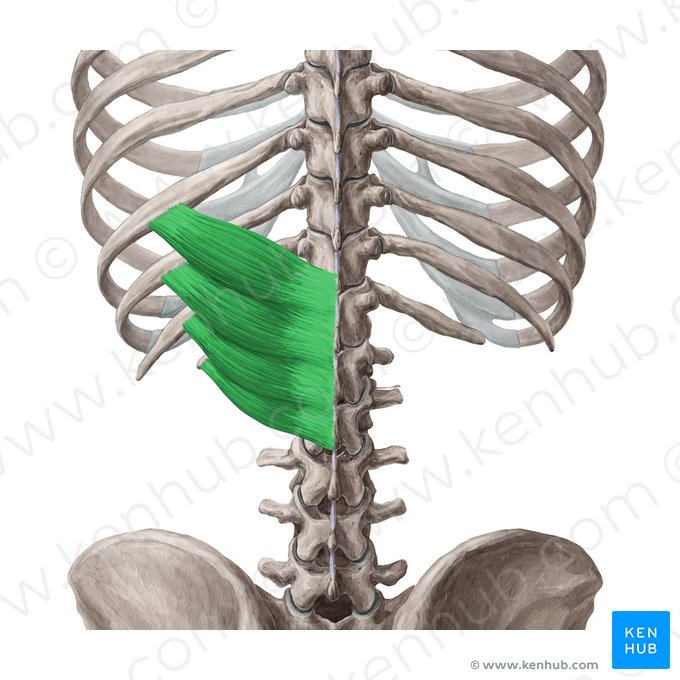 Musculus serratus posterior inferior (Hinterer unterer Sägemuskel); Bild: Yousun Koh