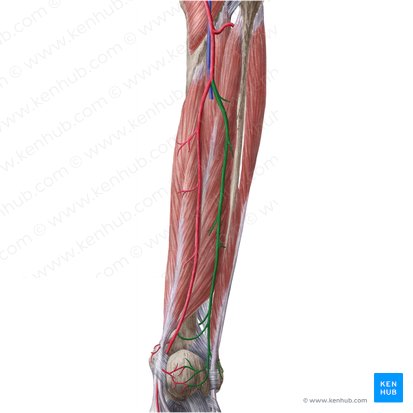 Artéria fibular (Arteria fibularis); Imagem: Liene Znotina