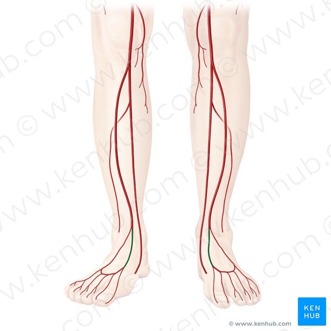 Artéria dorsal do pé (Arteria dorsalis pedis); Imagem: Begoña Rodriguez