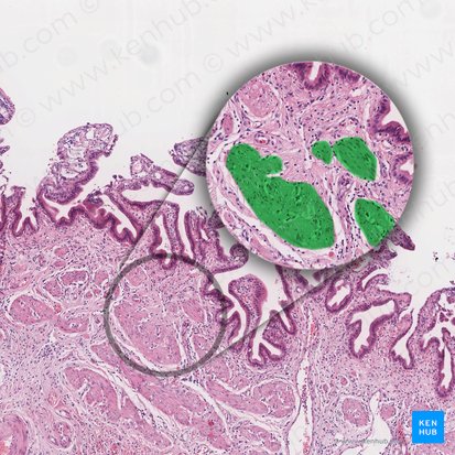 Smooth muscle bundle (Fasciculus muscularis levis); Image: 