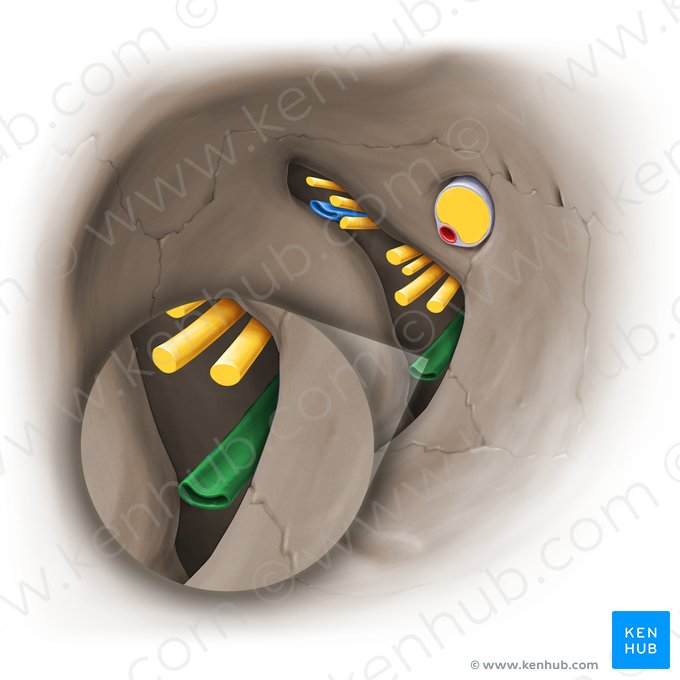 Veia oftálmica inferior (Vena ophthalmica inferior); Imagem: Paul Kim