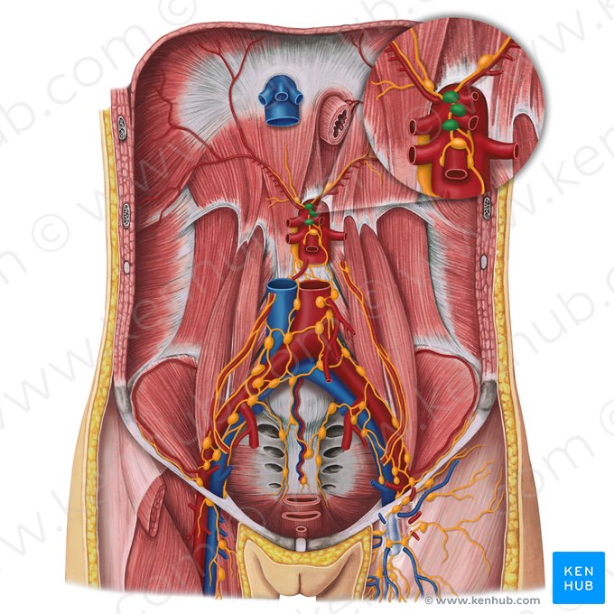 Celiac lymph nodes (Nodi lymphoidei coeliaci); Image: Irina Münstermann