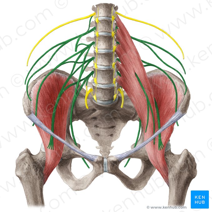 Plexo lombar (Plexus lumbalis); Imagem: Liene Znotina