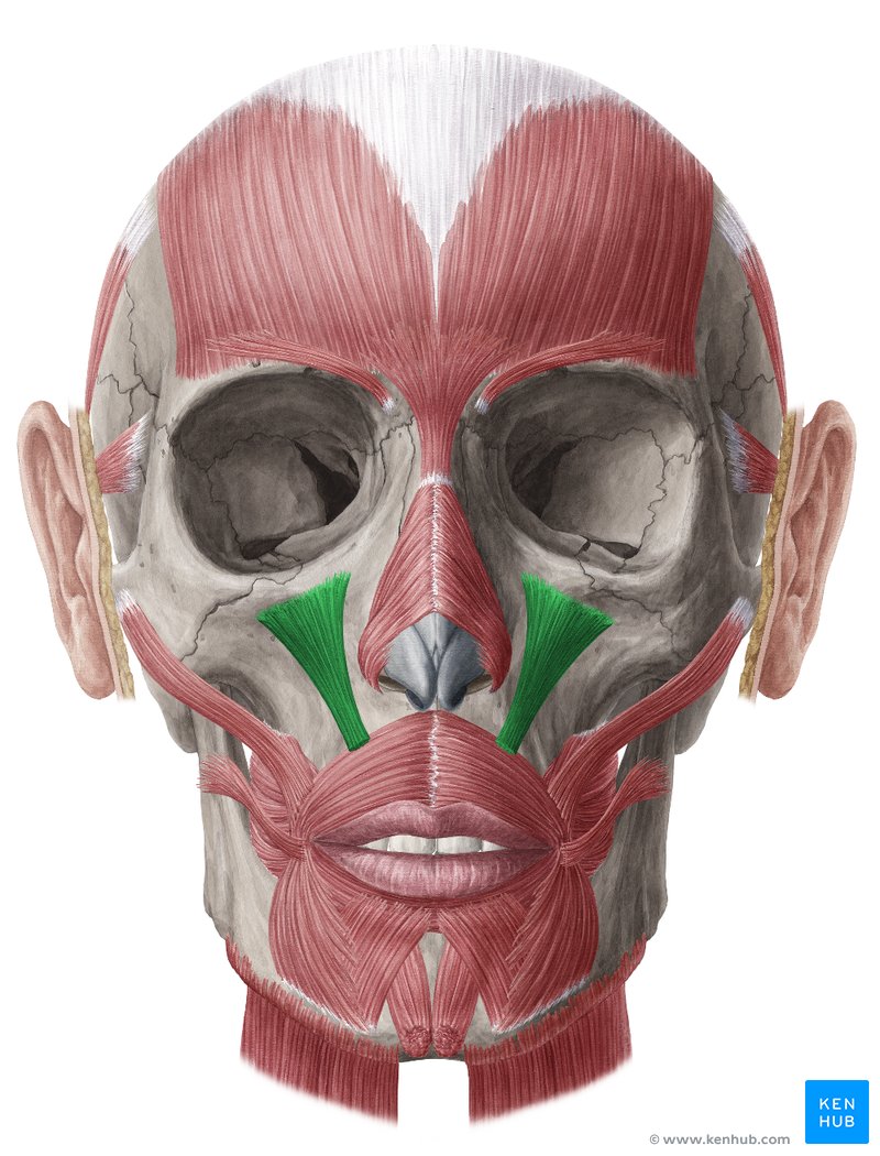 Levator labii superioris muscle (Musculus levator labii superioris)