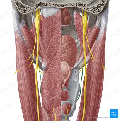 External branch of superior laryngeal nerve (Ramus externus nervi laryngei superioris); Image: Yousun Koh