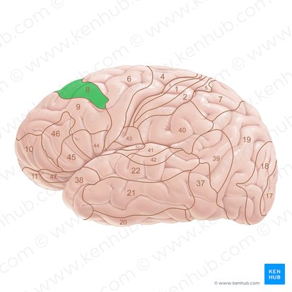 Brodmann area 8 (Area Brodmann 8); Image: Paul Kim