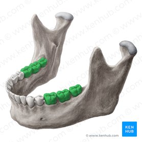 Molares (Dentes molares); Imagen: Yousun Koh