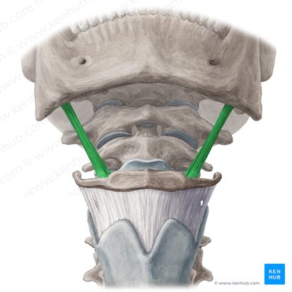 Músculo estilohioideo (Musculus stylohyoideus); Imagen: Yousun Koh