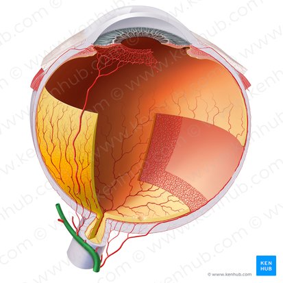 Arteria ophthalmica (Augenarterie); Bild: Paul Kim