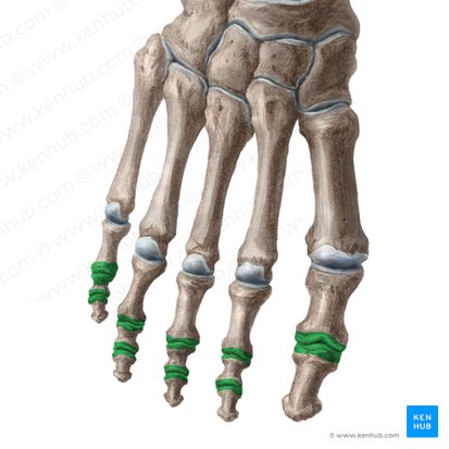 Articulationes interphalangeae pedis (Interphalangealgelenke des Fußes); Bild: Yousun Koh